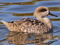 Marbled Duck
